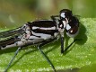 Coenagrion pulchellum female pronotum detail-190368